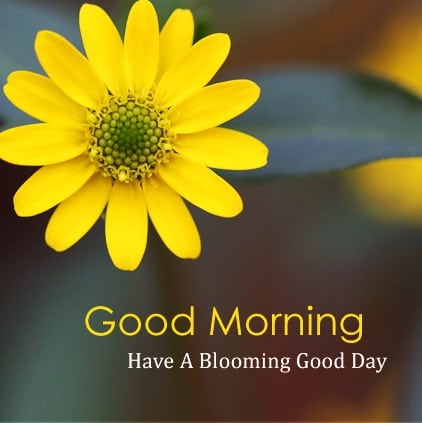 Good-Morning-Flower-Dp-Image