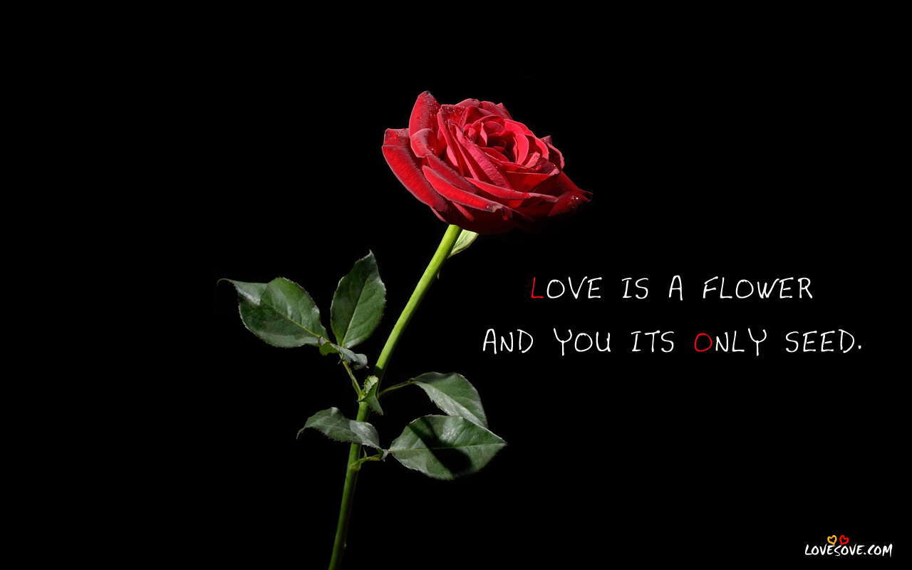 Love-hd-wallpapers-rose-013