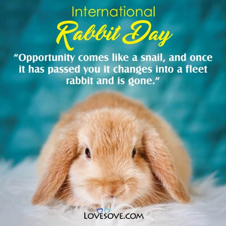 International Rabbit Day Status, Quotes, Wishes, Messages & Pictures