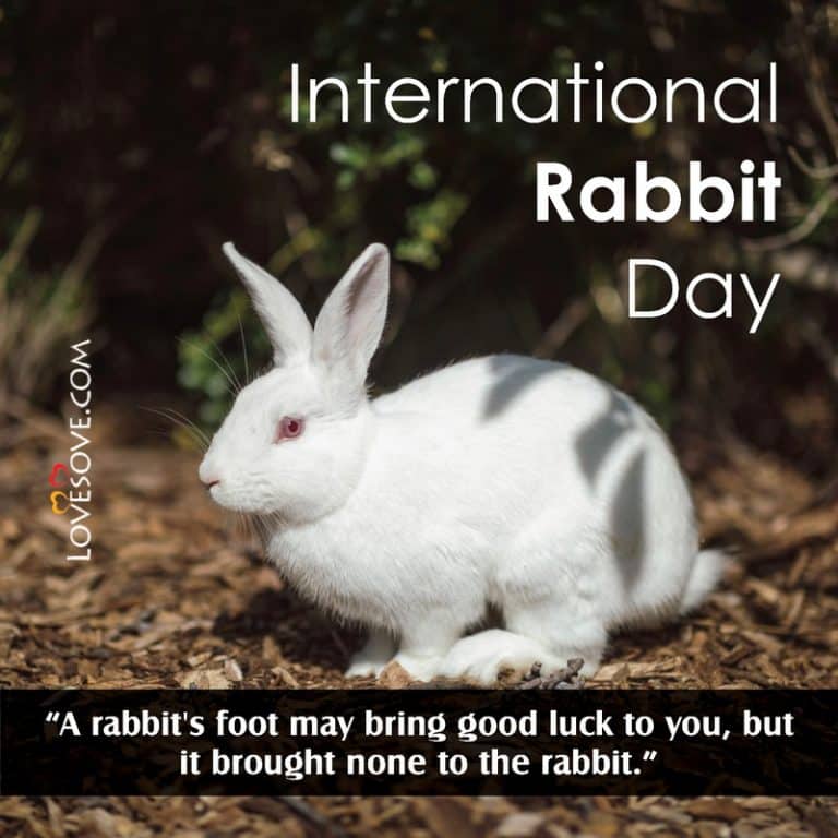 International Rabbit Day Status Quotes Wishes Messages And Pictures