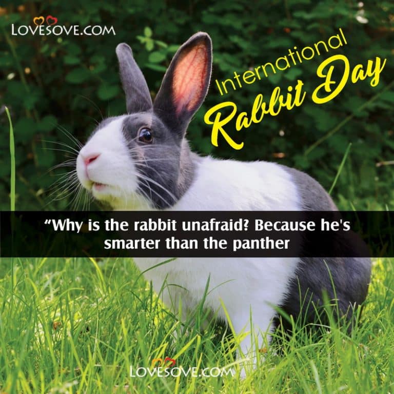 International Rabbit Day Status Quotes Wishes Messages And Pictures